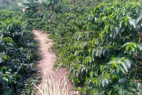 Coffee plants at Coscoma in the Yungas, Bolivia