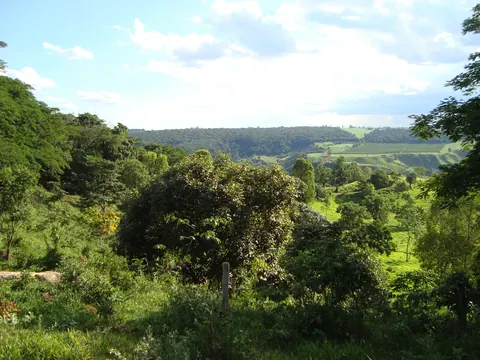 Coffee landscape beside native cerrado woodland in Arapuá, Alto Paranaíba
