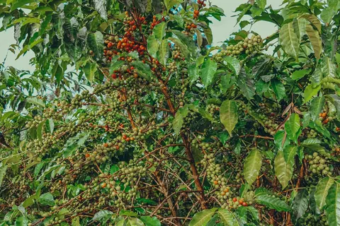 Coffee cherries growing in Ngozi, Burundi