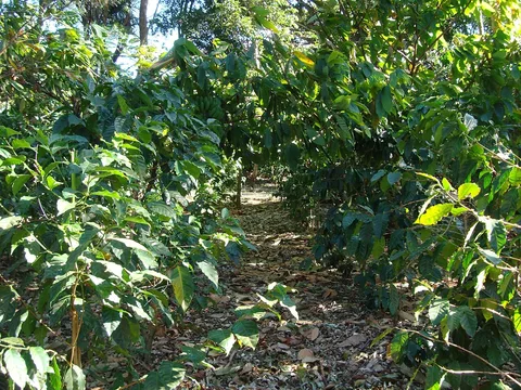 Coffee demonstration plot at Café Britt, Heredia, Costa Rica