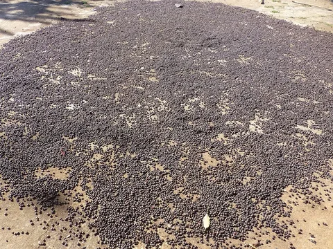 Coffee drying at Lomas de Banao, Cuba