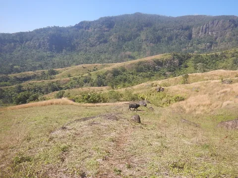 Slopes of Mount Batilamu on Viti Levu