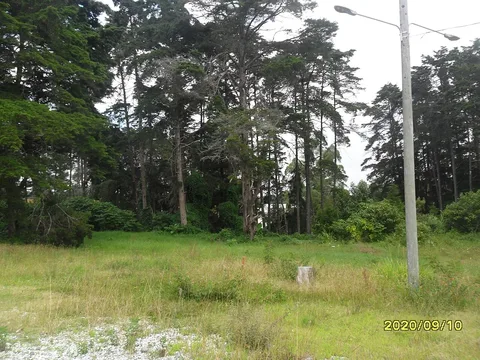 Trees and grassland at Canchón, Fraijanes, Guatemala