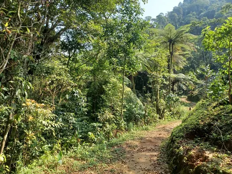 Path through El Vergel coffee estate and nature reserve, San Marcos