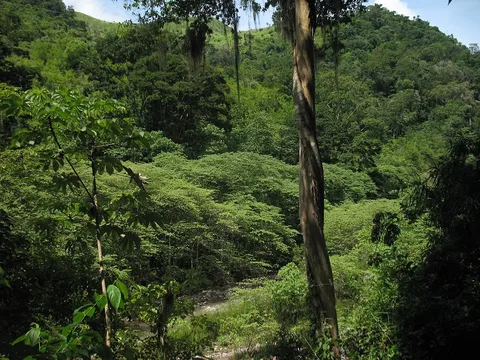 Forested slopes of the Sierra de Agalta, Olancho, Honduras