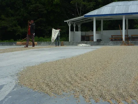 Coffee drying · Lintong Mill, Sumatra · 2012