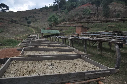 Coffee drying beds · Malawi · 2014