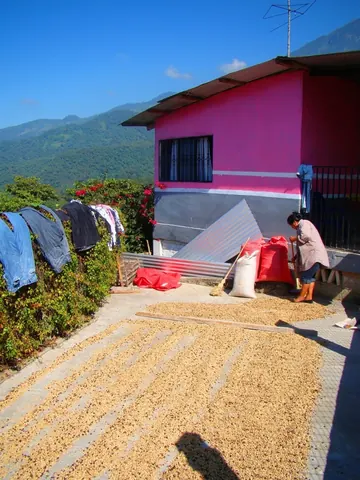 Coffee drying in the sun in Chiapas