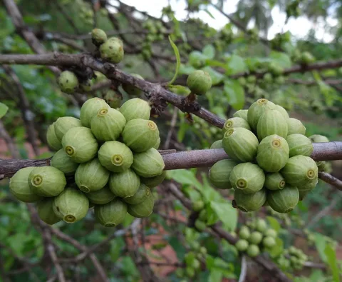 Coffea racemosa fruit · Chiure · Mozambique