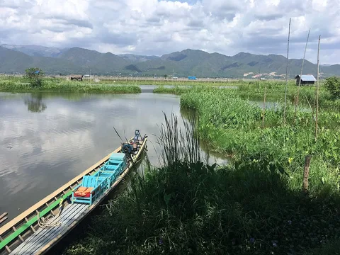 Floating farms and a boat on Inle Lake