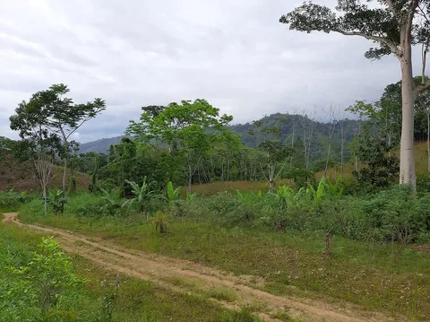 Rural path and vegetation in Llochegua, Ayacucho