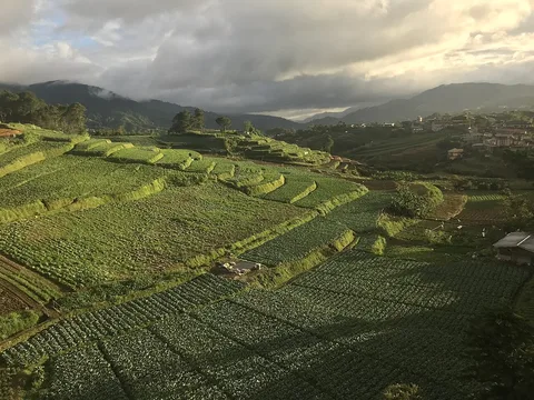 Terraced fields at Buguias, Benguet