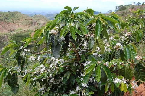 Flowering coffee tree in the mountains of Maricao, Puerto Rico