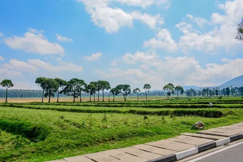 Fields and trees in Kinigi, Musanze