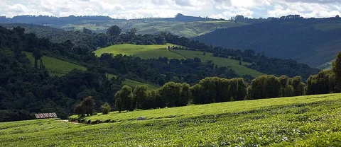 Tea fields at Mufindi · Iringa · Tanzania