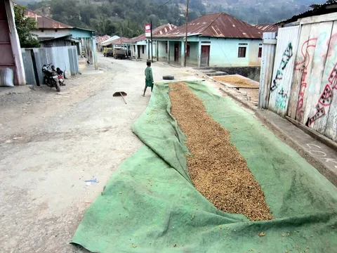 Coffee drying along a street in Maubisse