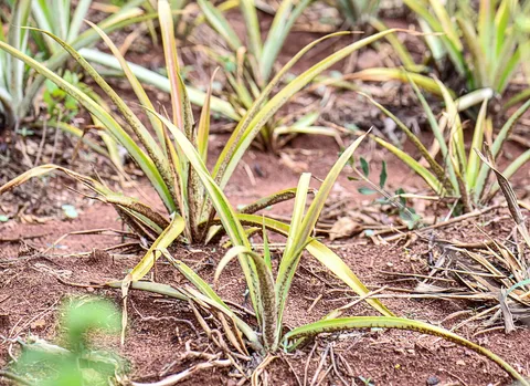 Young pineapple plants · Luweero · Uganda