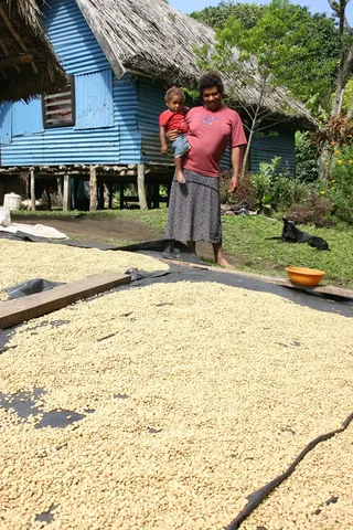 Coffee farmer beside drying beans in Vanuatu