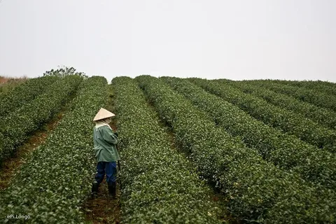 Tea cultivation in Moc Chau, Son La